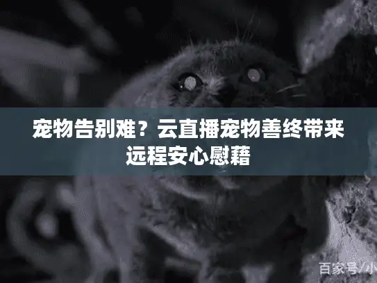宠物告别难？云直播宠物善终带来远程安心慰藉