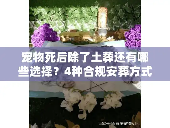 宠物死后除了土葬还有哪些选择？4种合规安葬方式帮你体面告别