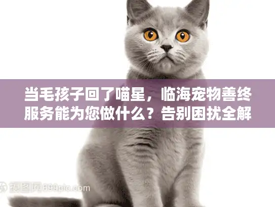 当毛孩子回了喵星，临海宠物善终服务能为您做什么？告别困扰全解答