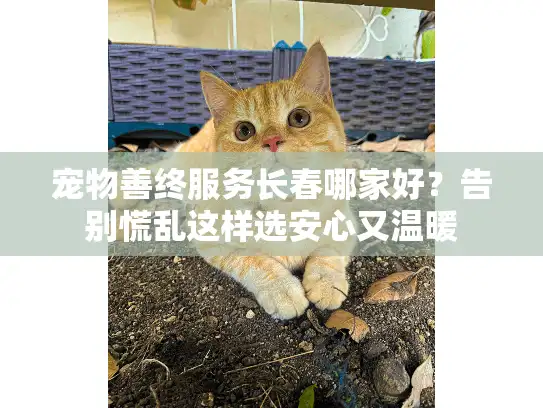 宠物善终服务长春哪家好？告别慌乱这样选安心又温暖