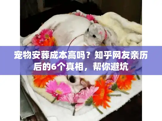 宠物安葬成本高吗？知乎网友亲历后的6个真相，帮你避坑