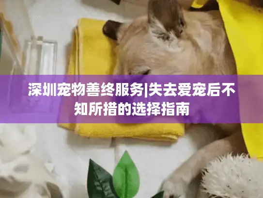 深圳宠物善终服务|失去爱宠后不知所措的选择指南