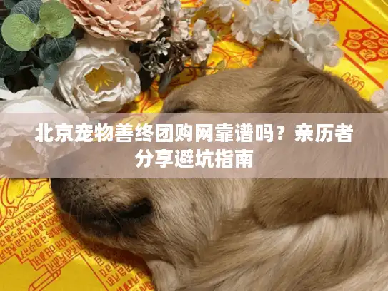 北京宠物善终团购网靠谱吗？亲历者分享避坑指南