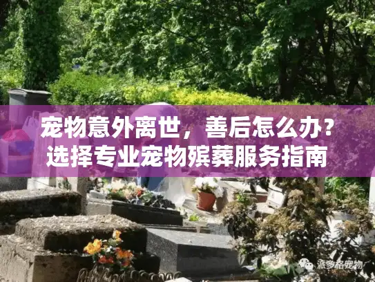 宠物意外离世，善后怎么办？选择专业宠物殡葬服务指南