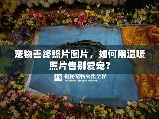 宠物善终照片图片，如何用温暖照片告别爱宠？