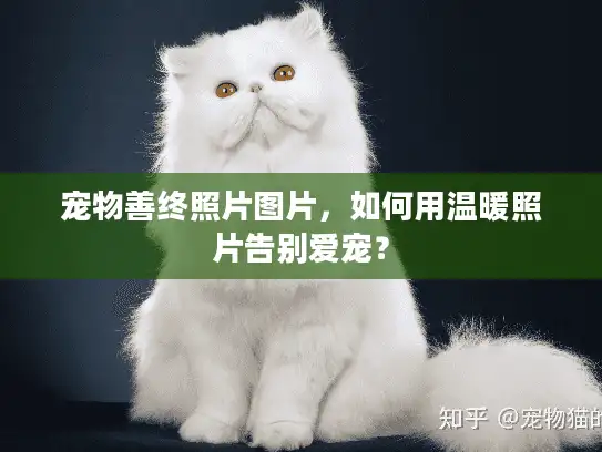 宠物善终照片图片，如何用温暖照片告别爱宠？