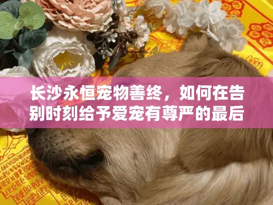 长沙永恒宠物善终，如何在告别时刻给予爱宠有尊严的最后一程？