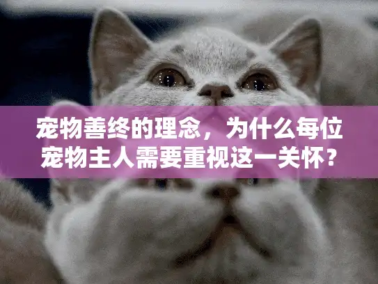 宠物善终的理念，为什么每位宠物主人需要重视这一关怀？