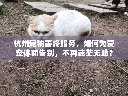 杭州宠物善终服务，如何为爱宠体面告别，不再迷茫无助？