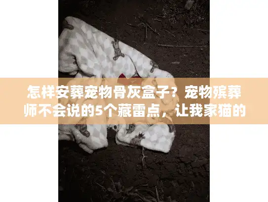 怎样安葬宠物骨灰盒子？宠物殡葬师不会说的5个藏雷点，让我家猫的最后一程差点留遗憾