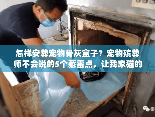 怎样安葬宠物骨灰盒子？宠物殡葬师不会说的5个藏雷点，让我家猫的最后一程差点留遗憾
