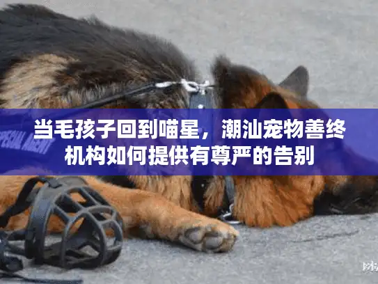 当毛孩子回到喵星，潮汕宠物善终机构如何提供有尊严的告别