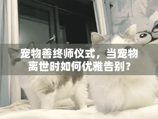 宠物善终师仪式，当宠物离世时如何优雅告别？