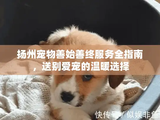 扬州宠物善始善终服务全指南，送别爱宠的温暖选择