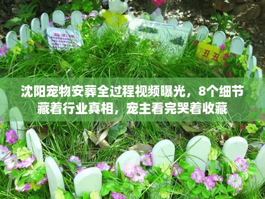 沈阳宠物安葬全过程视频曝光，8个细节藏着行业真相，宠主看完哭着收藏