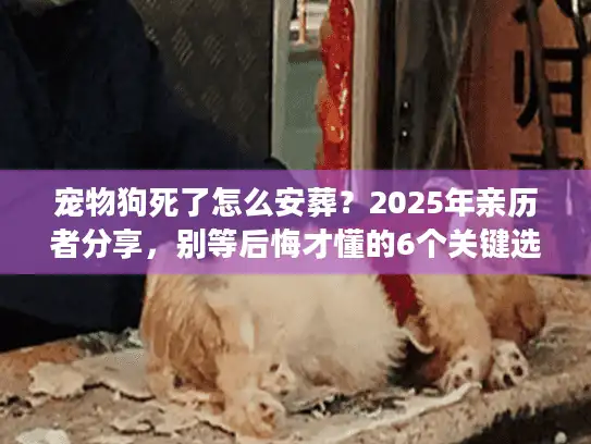 宠物狗死了怎么安葬？2025年亲历者分享，别等后悔才懂的6个关键选择