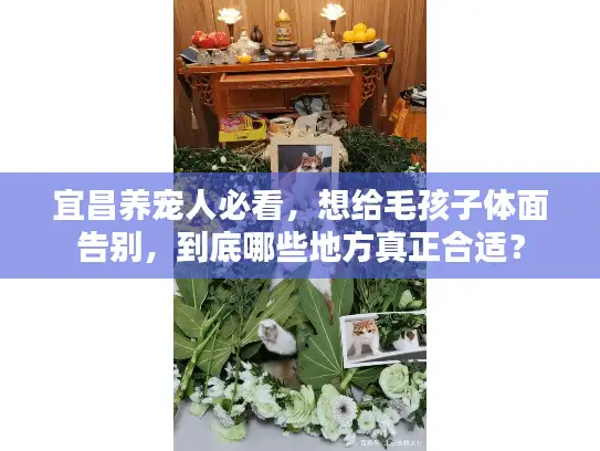 宜昌养宠人必看，想给毛孩子体面告别，到底哪些地方真正合适？