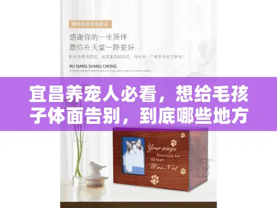 宜昌养宠人必看，想给毛孩子体面告别，到底哪些地方真正合适？
