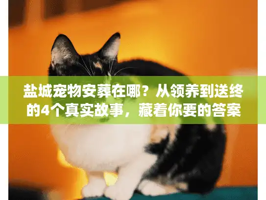 盐城宠物安葬在哪？从领养到送终的4个真实故事，藏着你要的答案