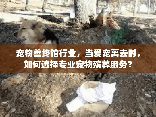 宠物善终馆行业，当爱宠离去时，如何选择专业宠物殡葬服务？