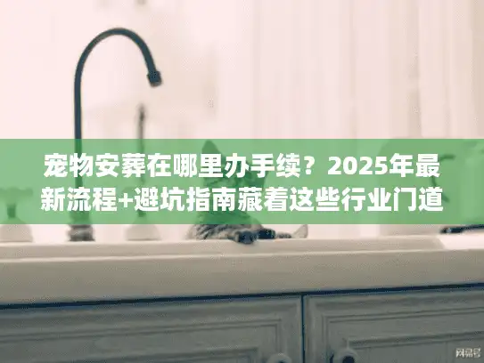 宠物安葬在哪里办手续？2025年最新流程+避坑指南藏着这些行业门道