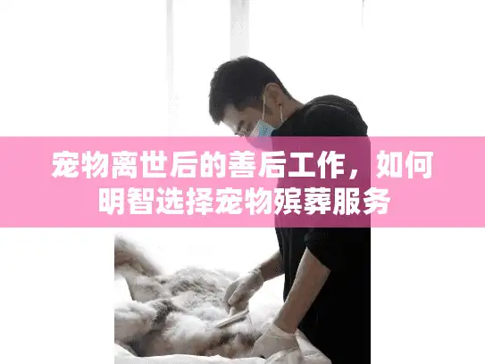 宠物离世后的善后工作，如何明智选择宠物殡葬服务