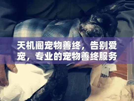 天机阁宠物善终，告别爱宠，专业的宠物善终服务