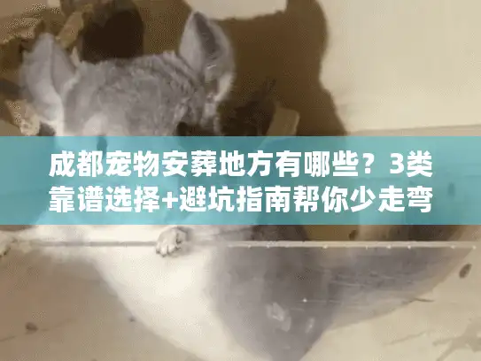 成都宠物安葬地方有哪些？3类靠谱选择+避坑指南帮你少走弯路