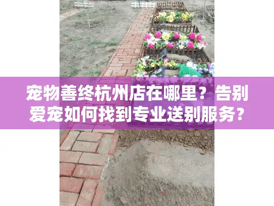 宠物善终杭州店在哪里？告别爱宠如何找到专业送别服务？