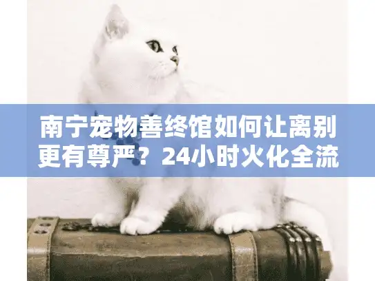 南宁宠物善终馆如何让离别更有尊严？24小时火化全流程解析