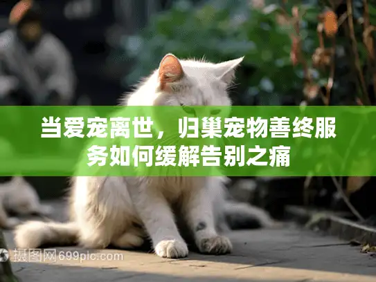 当爱宠离世，归巢宠物善终服务如何缓解告别之痛
