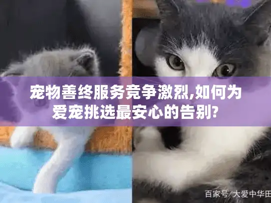 宠物善终服务竞争激烈,如何为爱宠挑选最安心的告别?