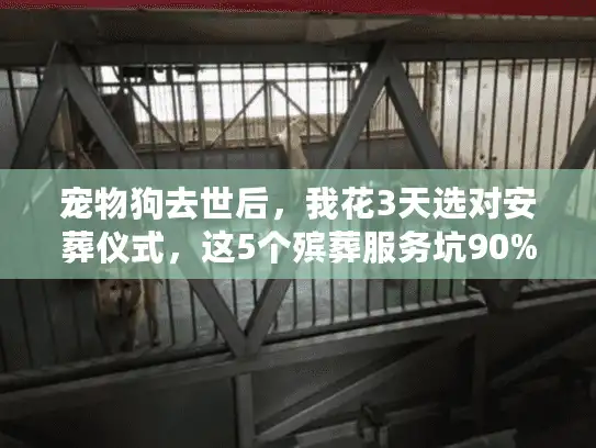 宠物狗去世后，我花3天选对安葬仪式，这5个殡葬服务坑90%主人都踩过