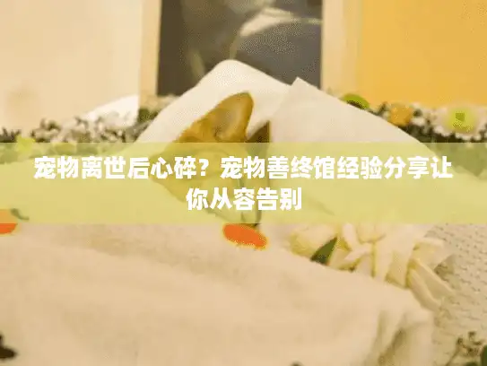 宠物离世后心碎？宠物善终馆经验分享让你从容告别