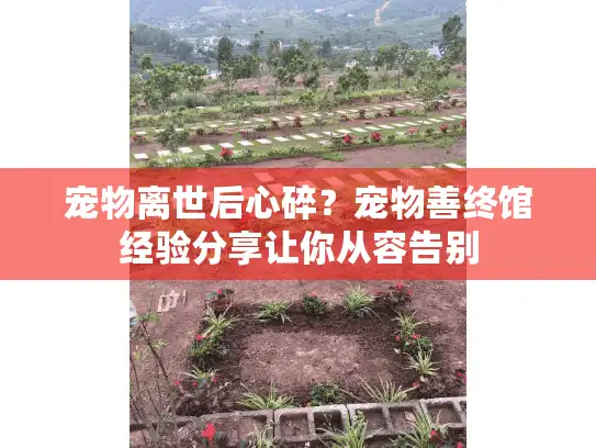 宠物离世后心碎？宠物善终馆经验分享让你从容告别
