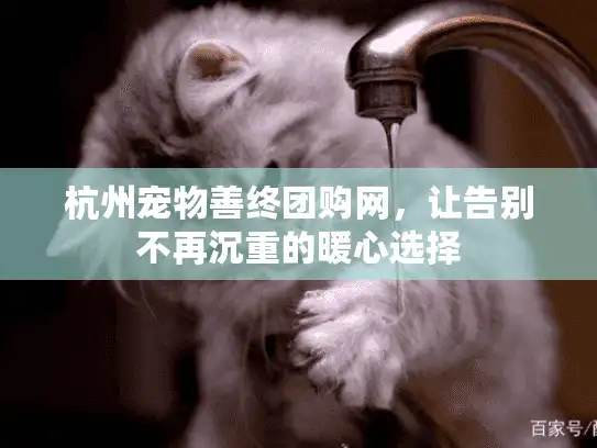 杭州宠物善终团购网，让告别不再沉重的暖心选择