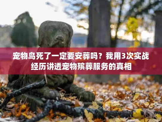 宠物鸟死了一定要安葬吗？我用3次实战经历讲透宠物殡葬服务的真相