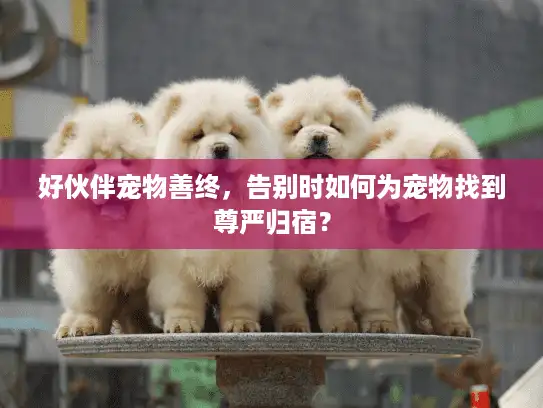 好伙伴宠物善终，告别时如何为宠物找到尊严归宿？