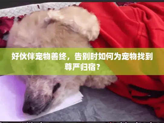 好伙伴宠物善终，告别时如何为宠物找到尊严归宿？