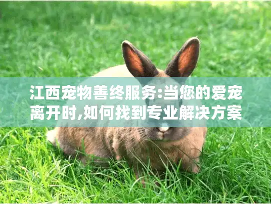 江西宠物善终服务:当您的爱宠离开时,如何找到专业解决方案?