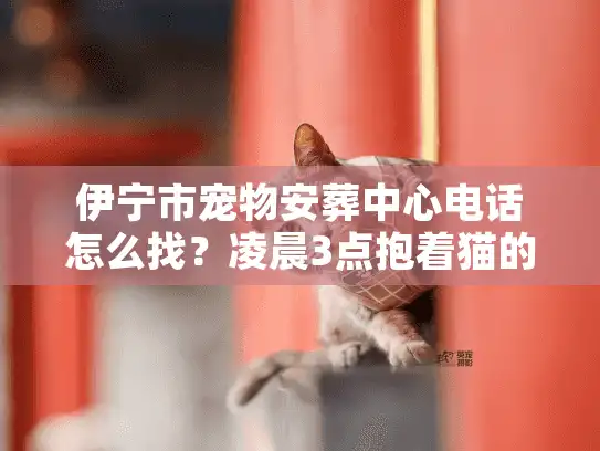 伊宁市宠物安葬中心电话怎么找？凌晨3点抱着猫的我，踩过3个坑才摸到靠谱门路