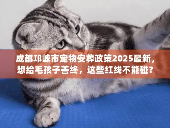 成都邛崃市宠物安葬政策2025最新，想给毛孩子善终，这些红线不能碰？