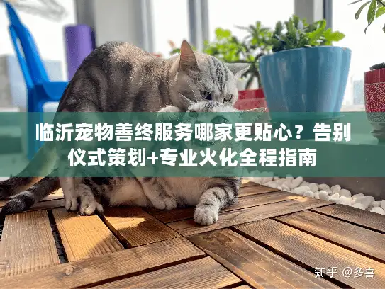 临沂宠物善终服务哪家更贴心？告别仪式策划+专业火化全程指南