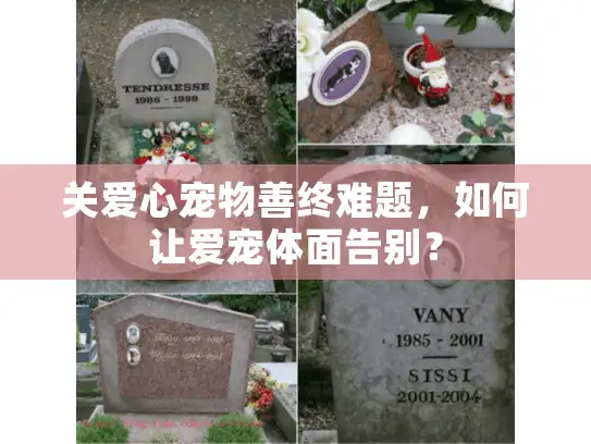 关爱心宠物善终难题，如何让爱宠体面告别？