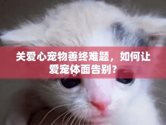 关爱心宠物善终难题，如何让爱宠体面告别？