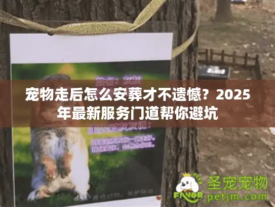 宠物走后怎么安葬才不遗憾？2025年最新服务门道帮你避坑