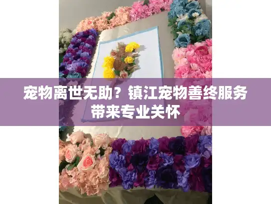 宠物离世无助？镇江宠物善终服务带来专业关怀