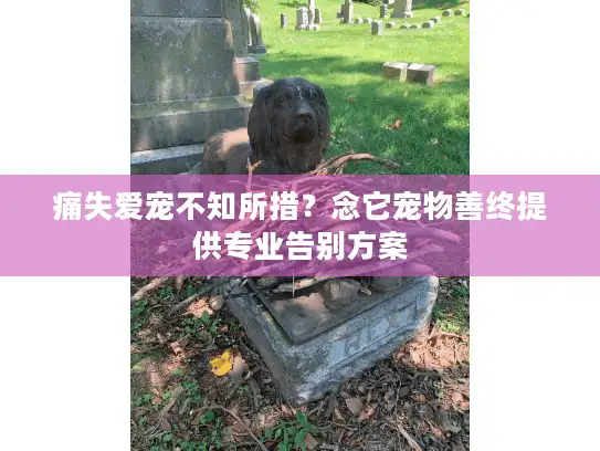 痛失爱宠不知所措？念它宠物善终提供专业告别方案