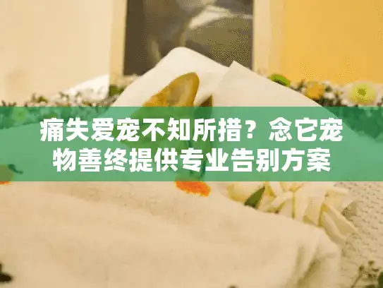 痛失爱宠不知所措？念它宠物善终提供专业告别方案