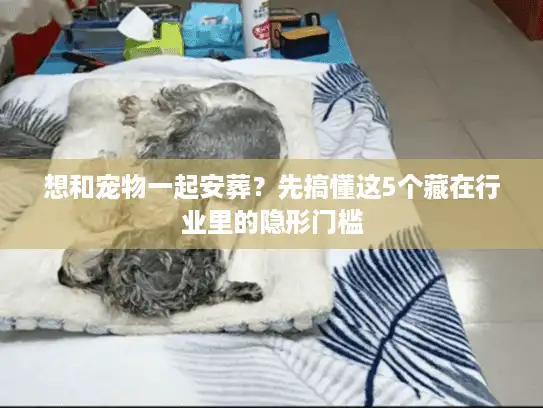 想和宠物一起安葬？先搞懂这5个藏在行业里的隐形门槛